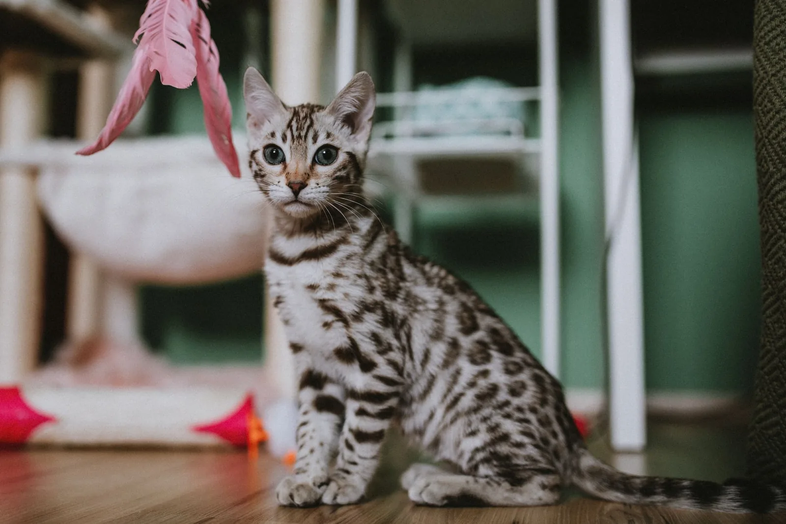 A Bengal kitten sitting beside a pink feather toy