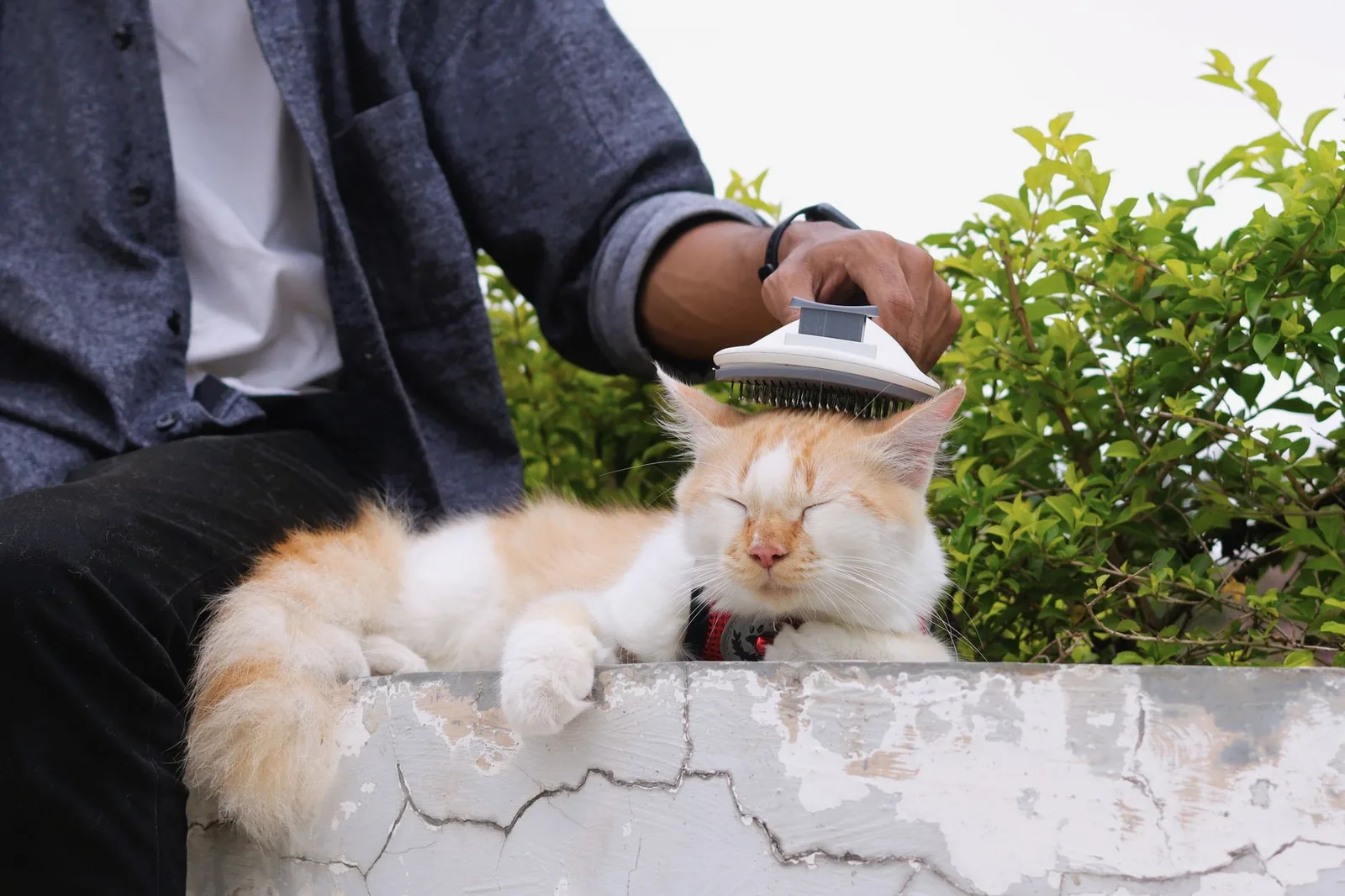 Person brushing a relaxed cream and white cat