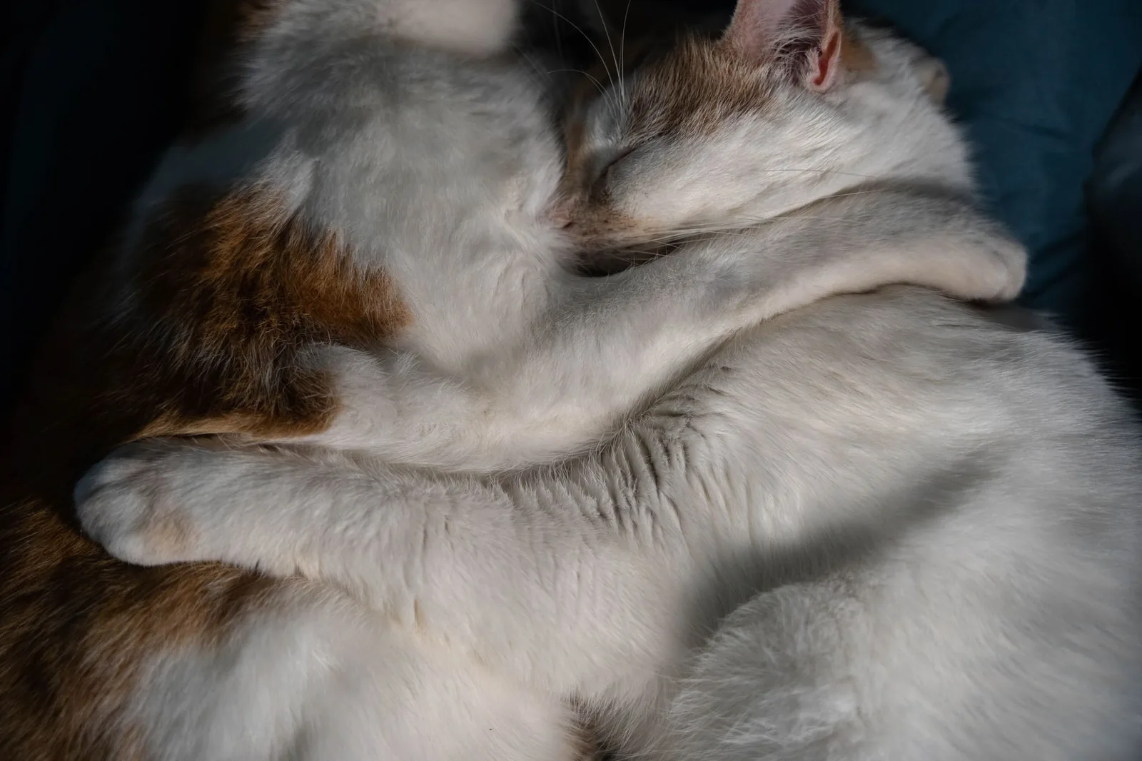 Two cats curled up asleep in close physical contact with each other.