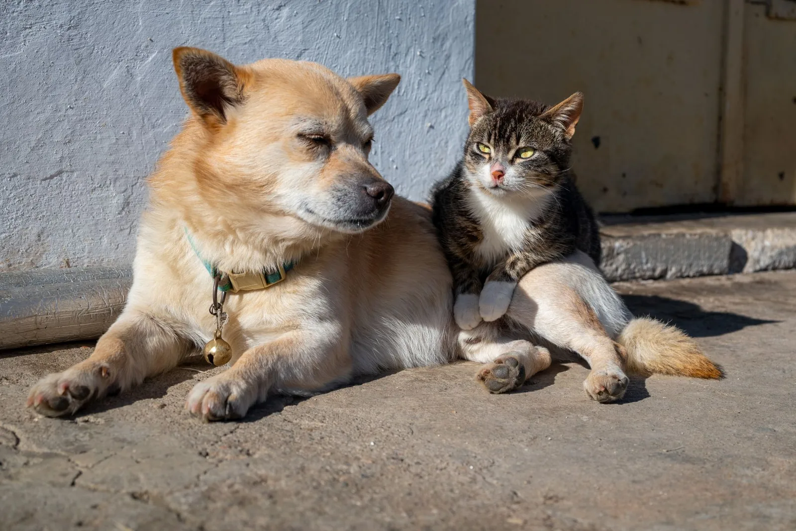 Tabby cat resting against a tan dog