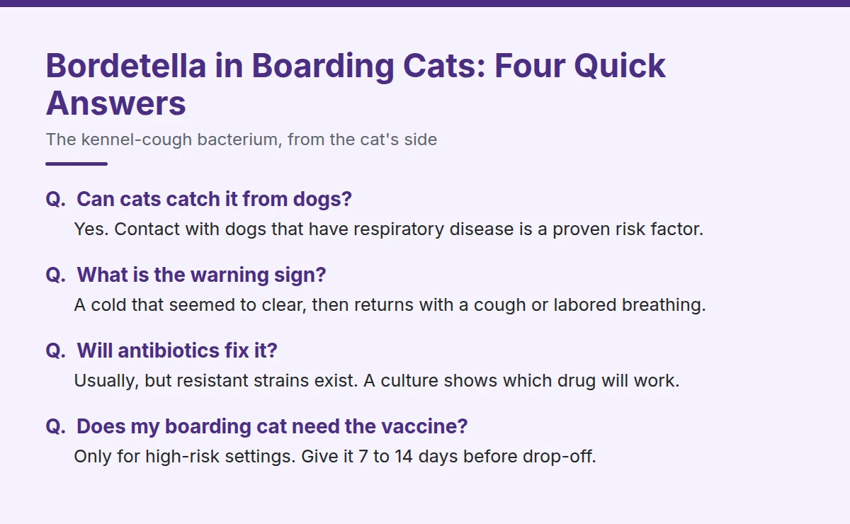 Summary card: Bordetella in Boarding Cats: Four Quick Answers
