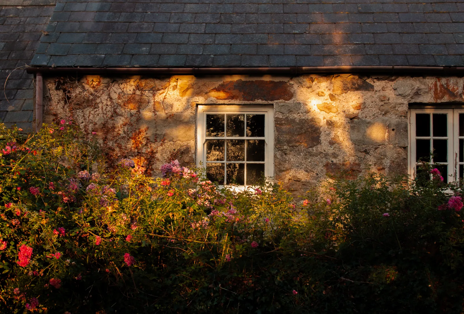 Stone cottage with rose bushes under the windows