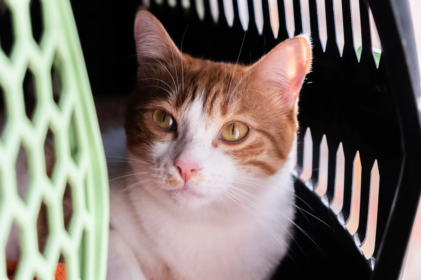 An alert orange and white cat sitting inside a hard plastic pet carrier with the door open.