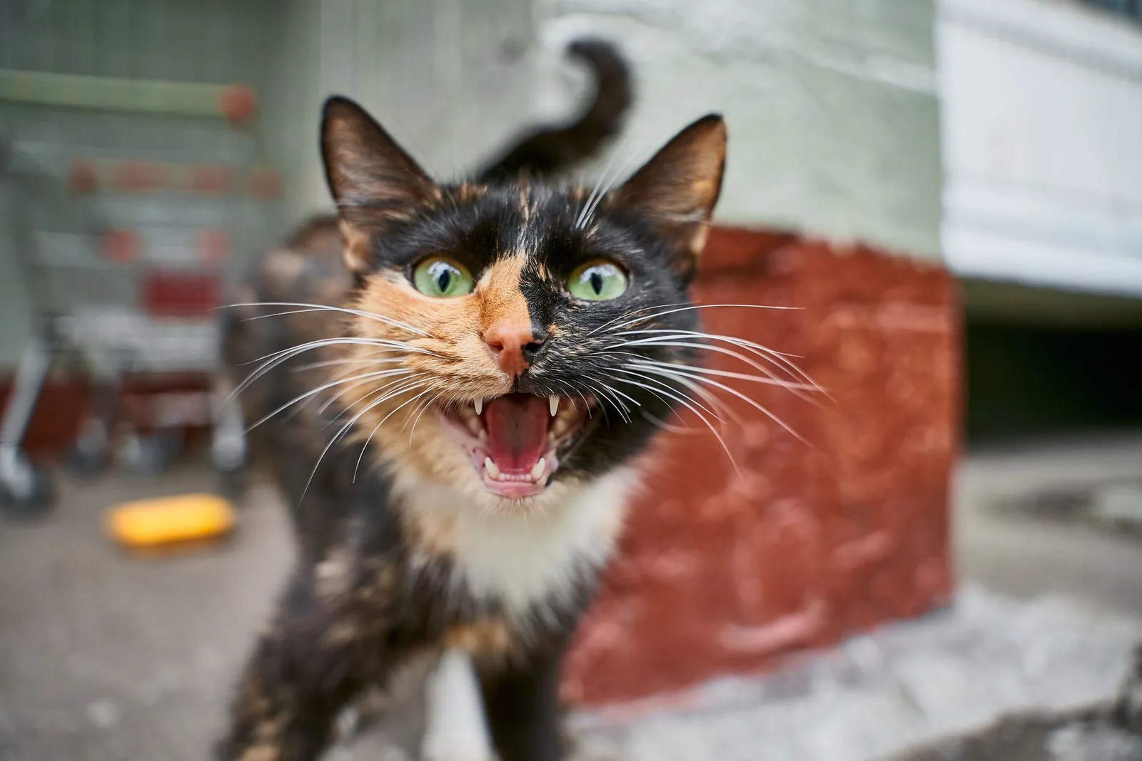 A calico cat meowing loudly with its mouth wide open and whiskers pushed forward.