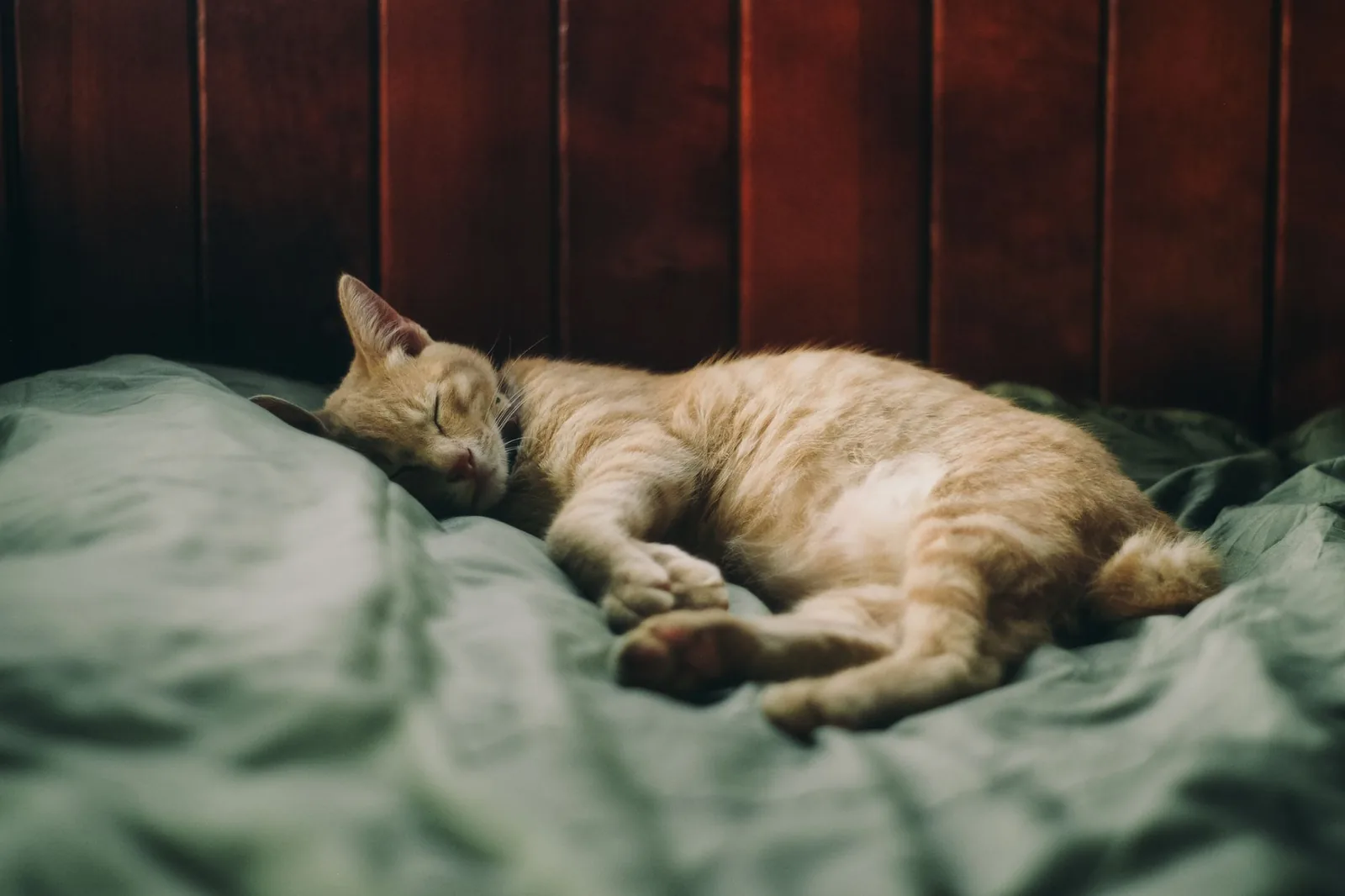 A ginger cat sleeping soundly on a cozy bed.