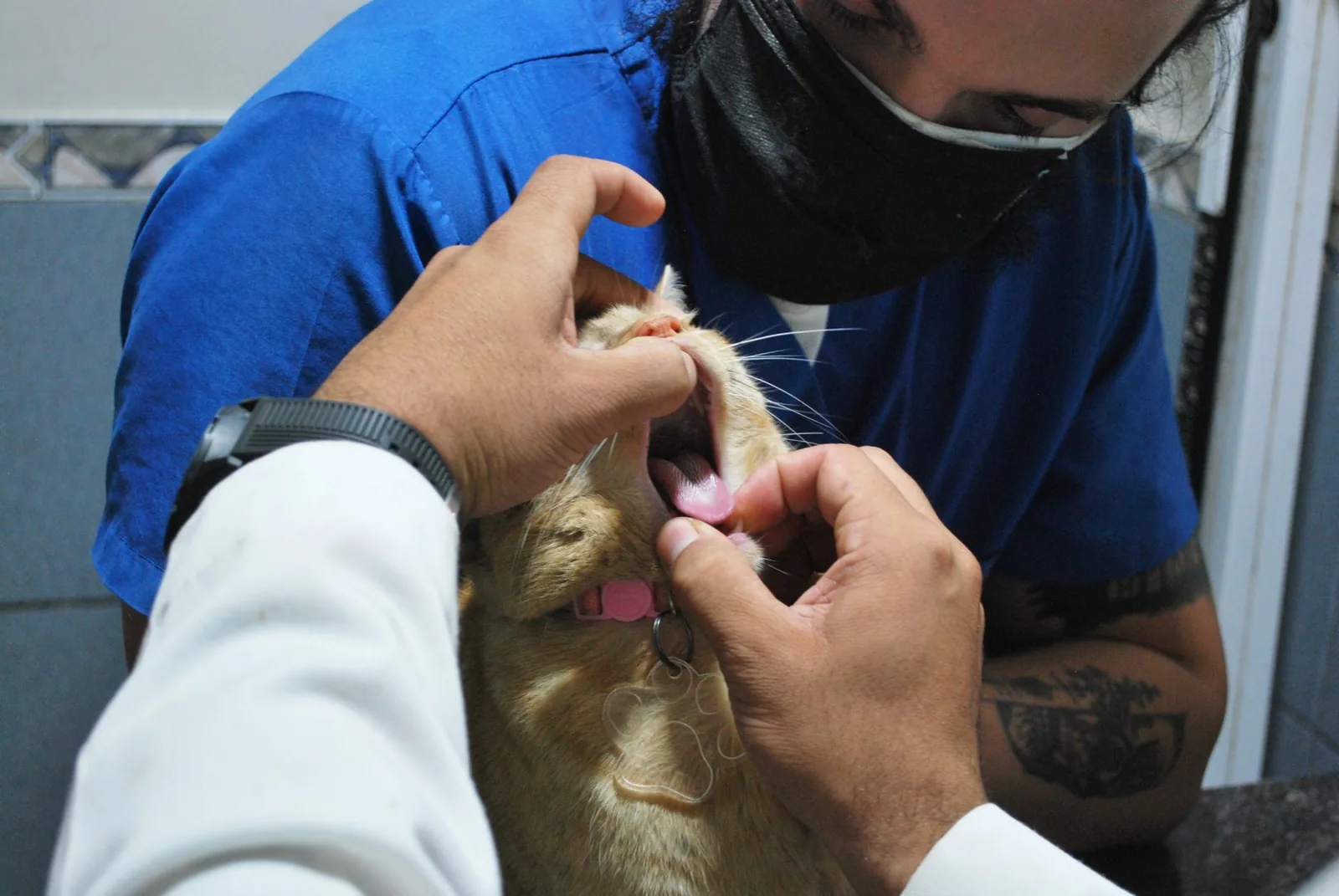 Veterinarian opening a ginger cat's mouth during an exam