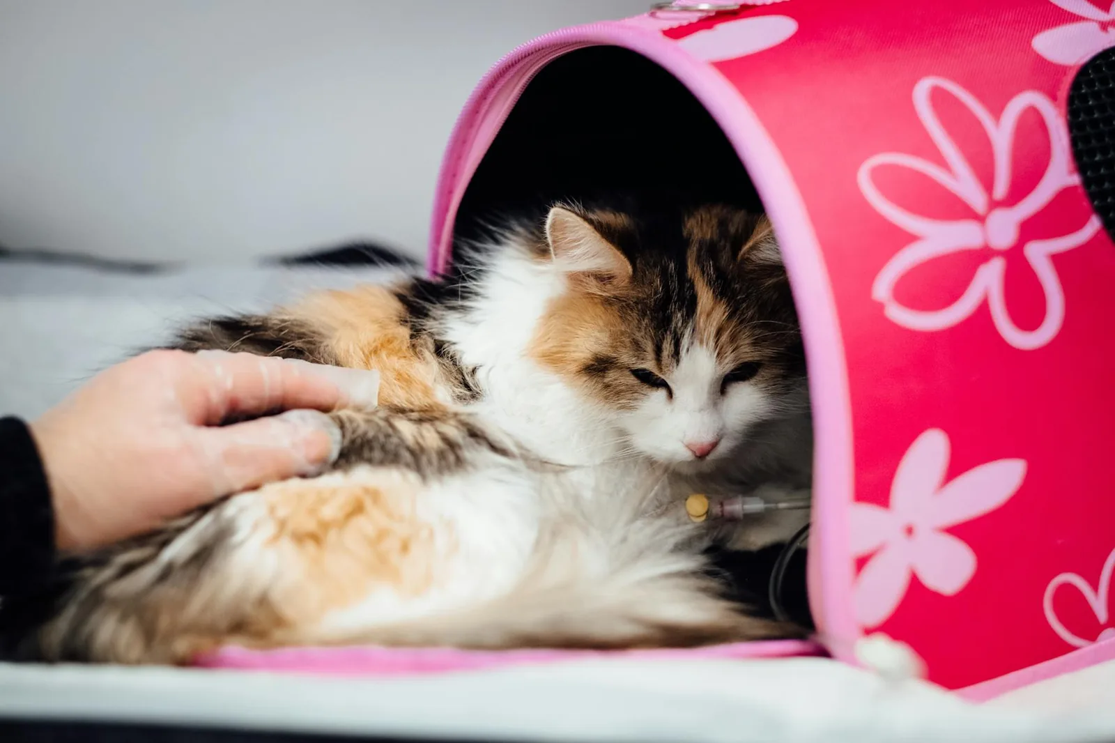 A long-haired cat receiving veterinary care indoors, with a gentle hand nearby for reassurance.