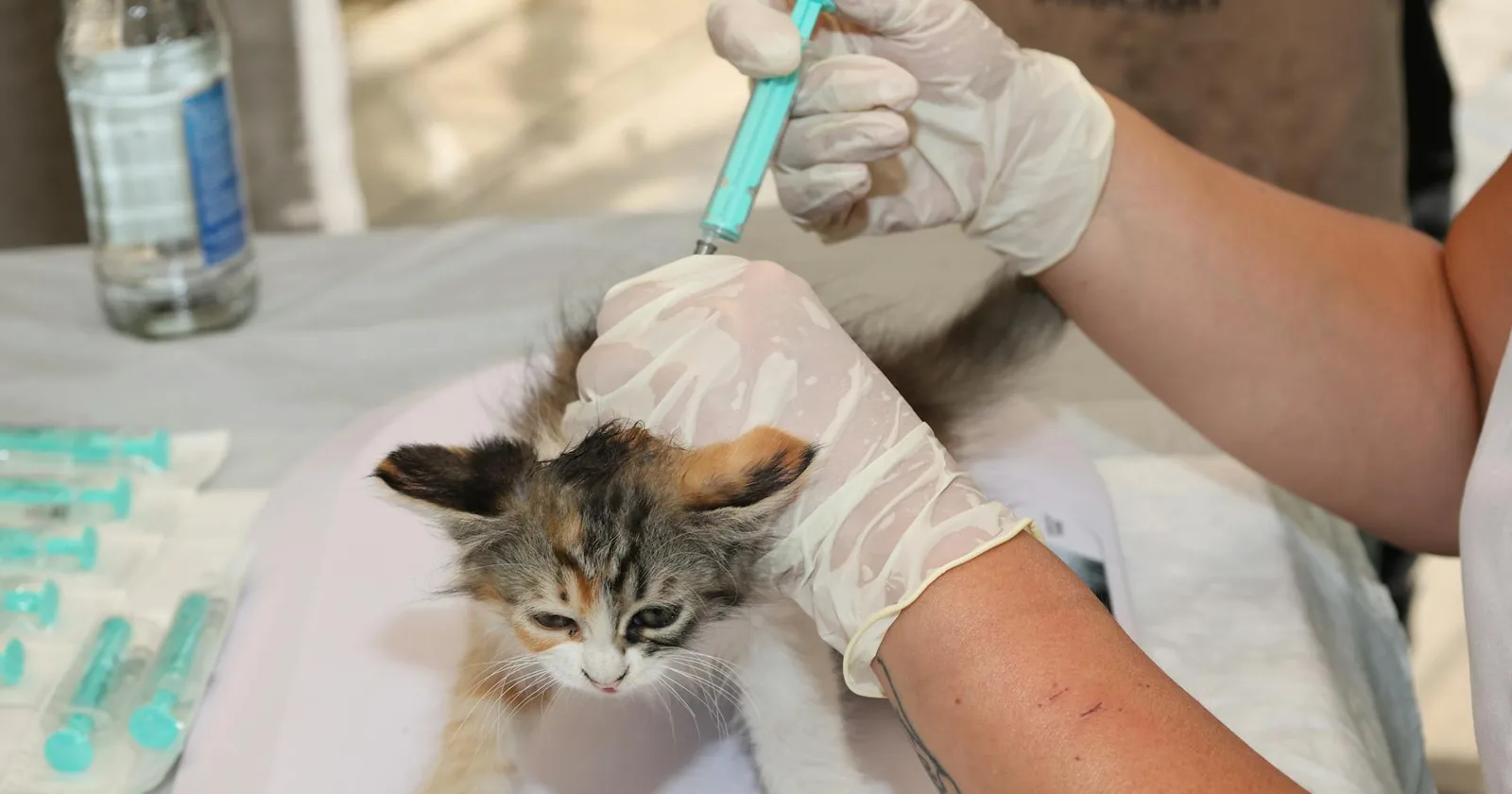 A kitten receiving a vaccination from a veterinarian, the procedure every cat hotel asks owners to verify before drop-off.