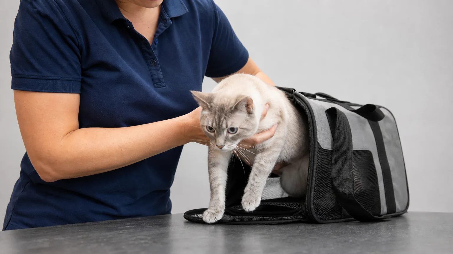 Staff member lifting a pale cat from a pet carrier
