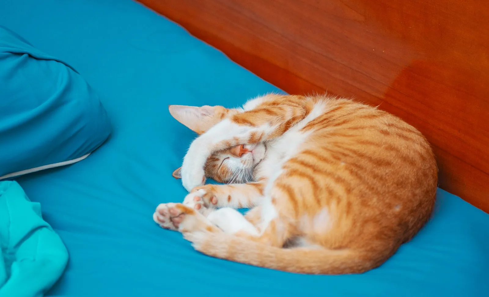 Ginger cat curled asleep on blue bedding