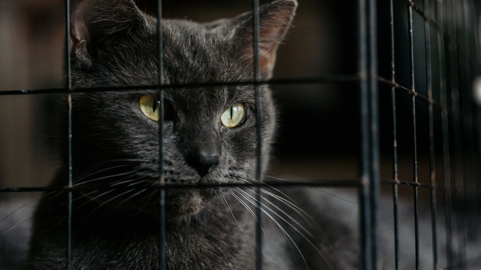 Grey cat with yellow eyes behind wire cage bars