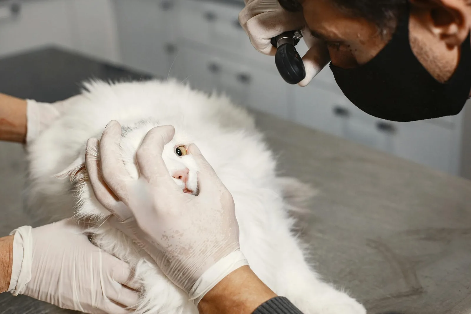 Veterinarian examining a white cat's eye during a routine clinic check-up.
