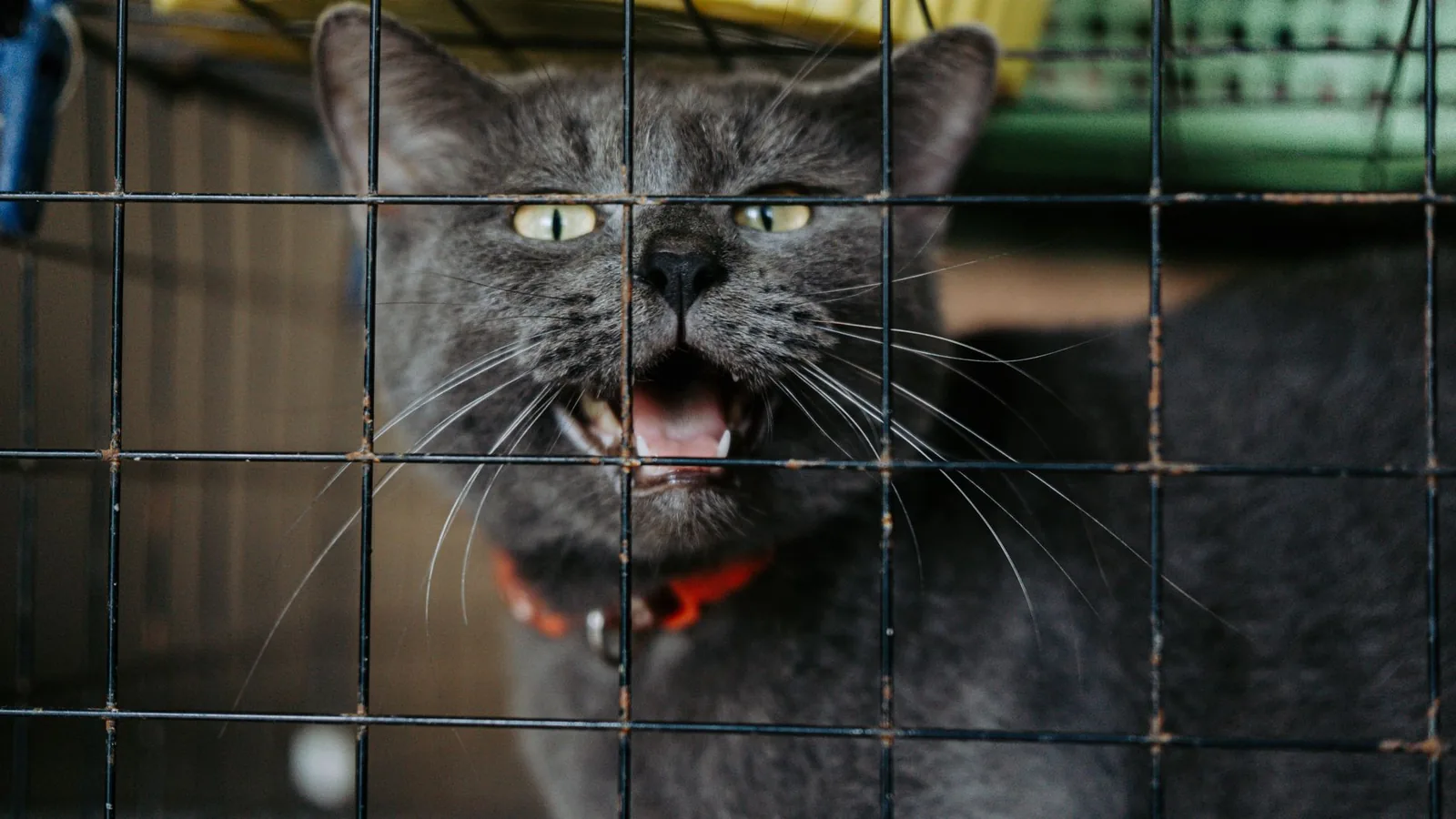 Grey cat looking out through a wire cage door