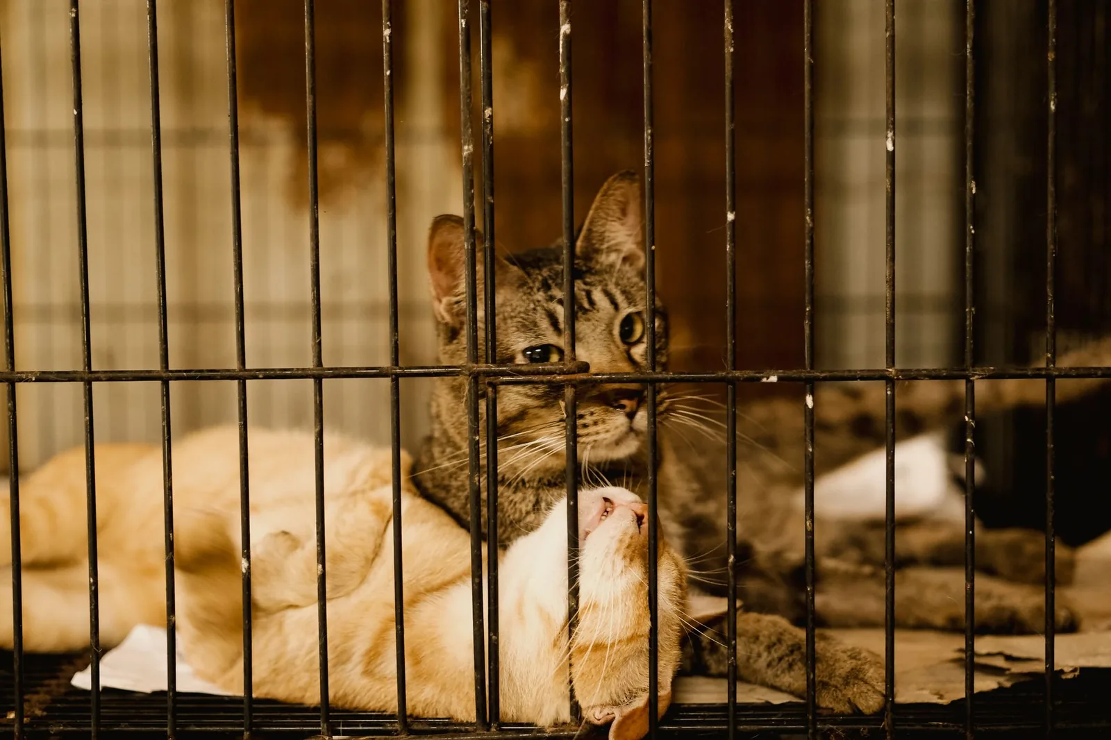 Two cats lying together in a wire cage