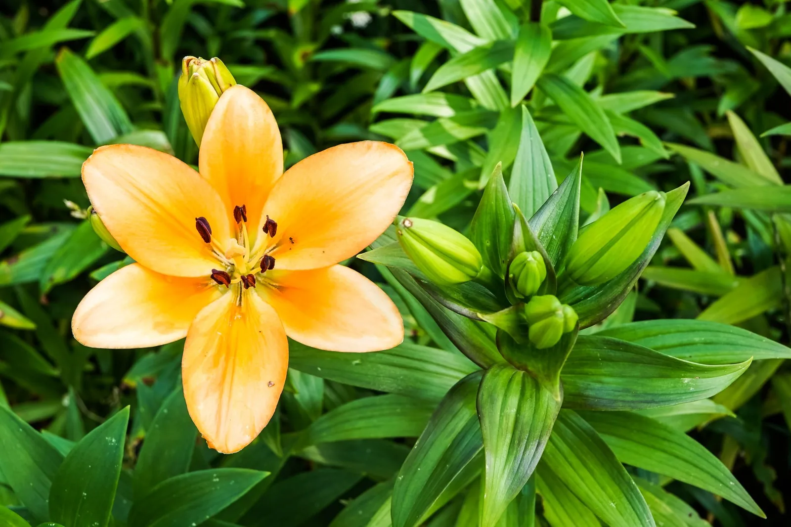 Orange lily flower with dark pollen anthers