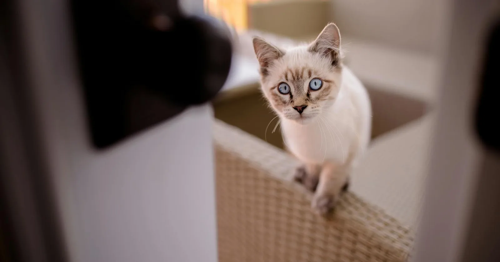 Cute Siamese cat with blue eyes relaxing indoors on a sofa.