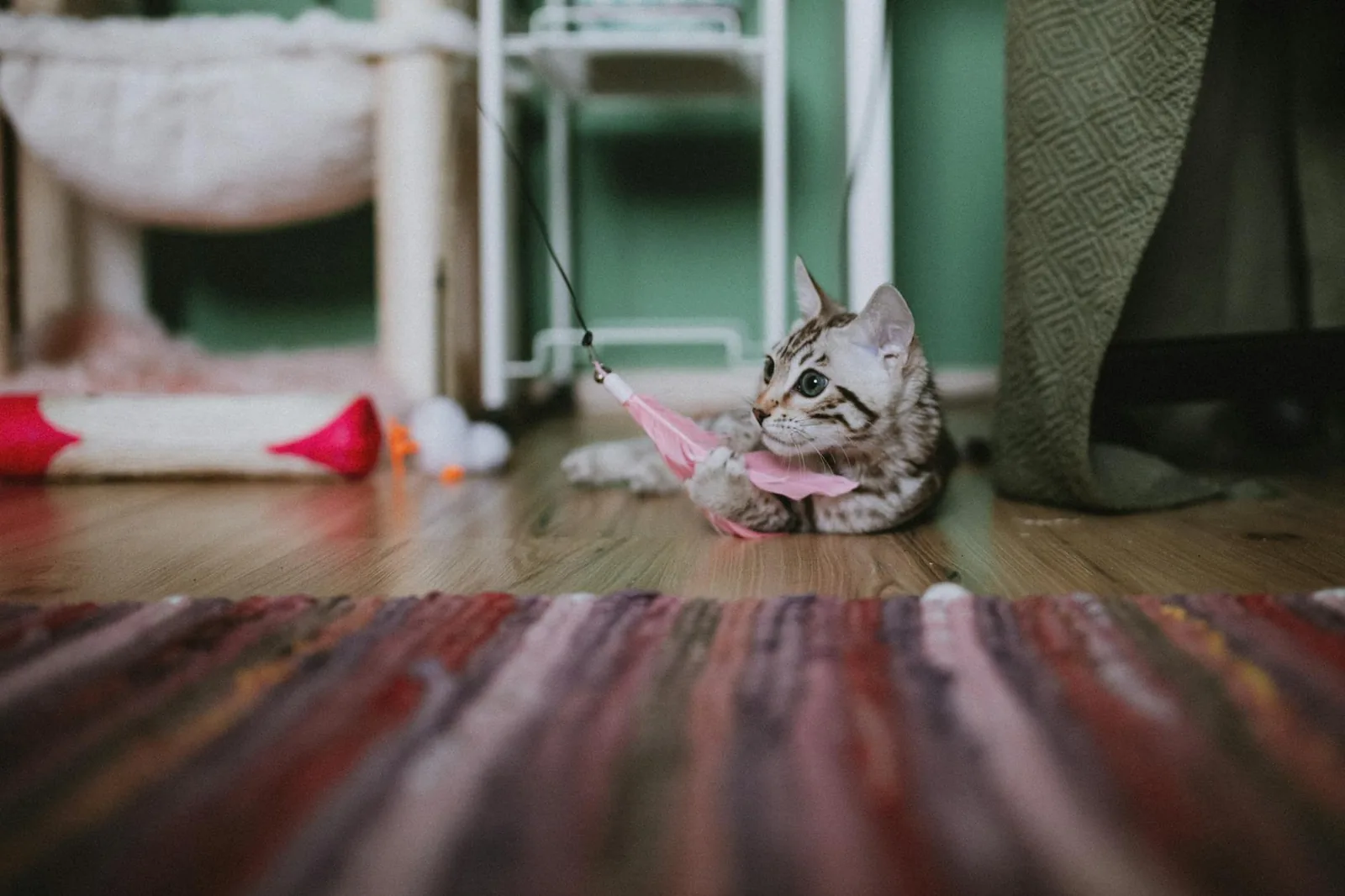 A cute Bengal kitten playing with a pink feather toy on a colorful rug indoors.