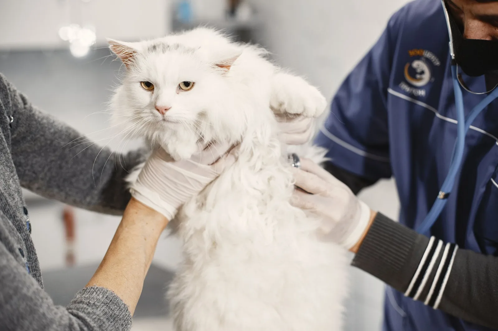 A veterinarian in blue scrubs listening to a long-haired white cat's chest with a stethoscope while an owner steadies the cat.