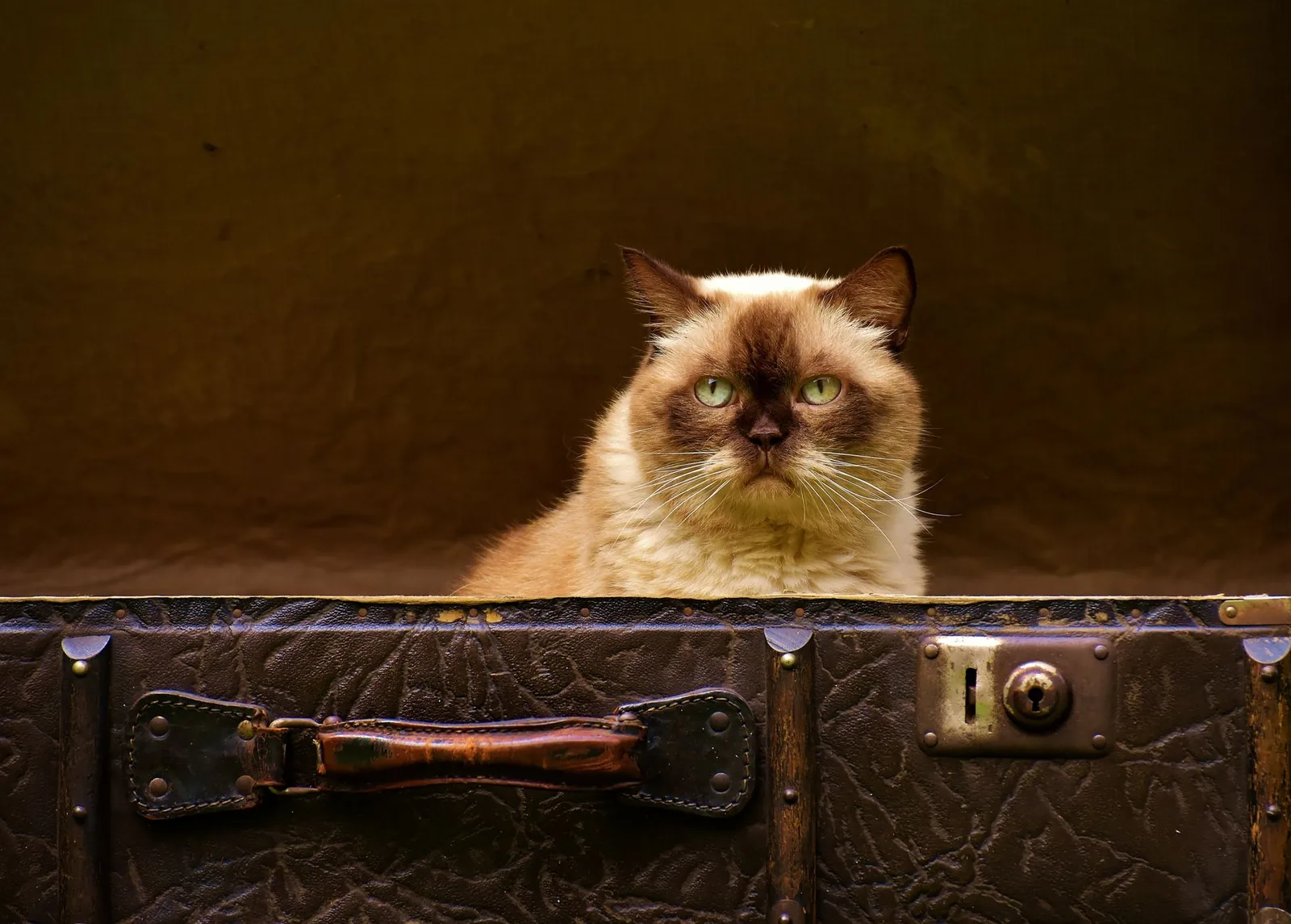 A British Shorthair cat sitting inside an open vintage suitcase indoors.
