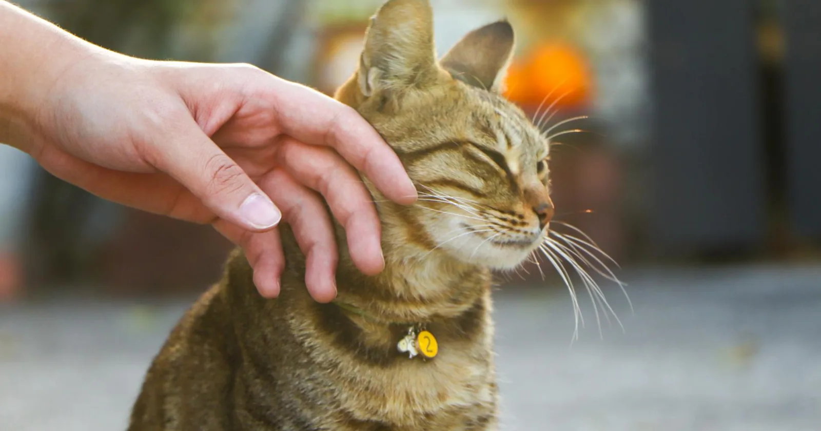 A human hand gently strokes a relaxed tabby cat, the kind of calm contact that reduces boarding stress.