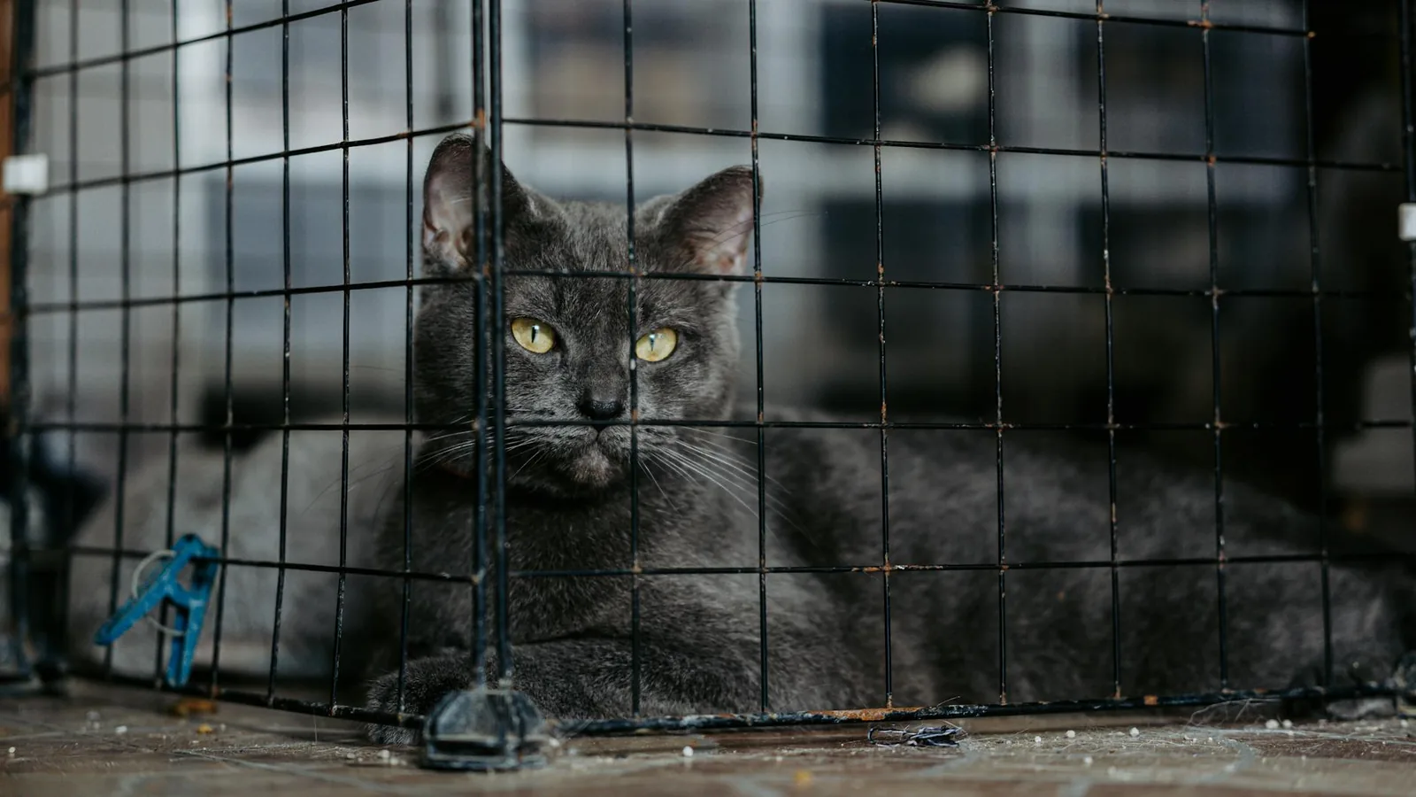 A gray cat with watchful yellow eyes lying in a wire enclosure, showing the classic boarded-cat stress posture.