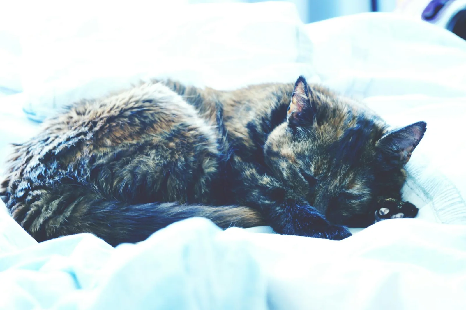 A relaxed cat sleeping soundly on a soft bed, the picture of a low-stress boarding stay.