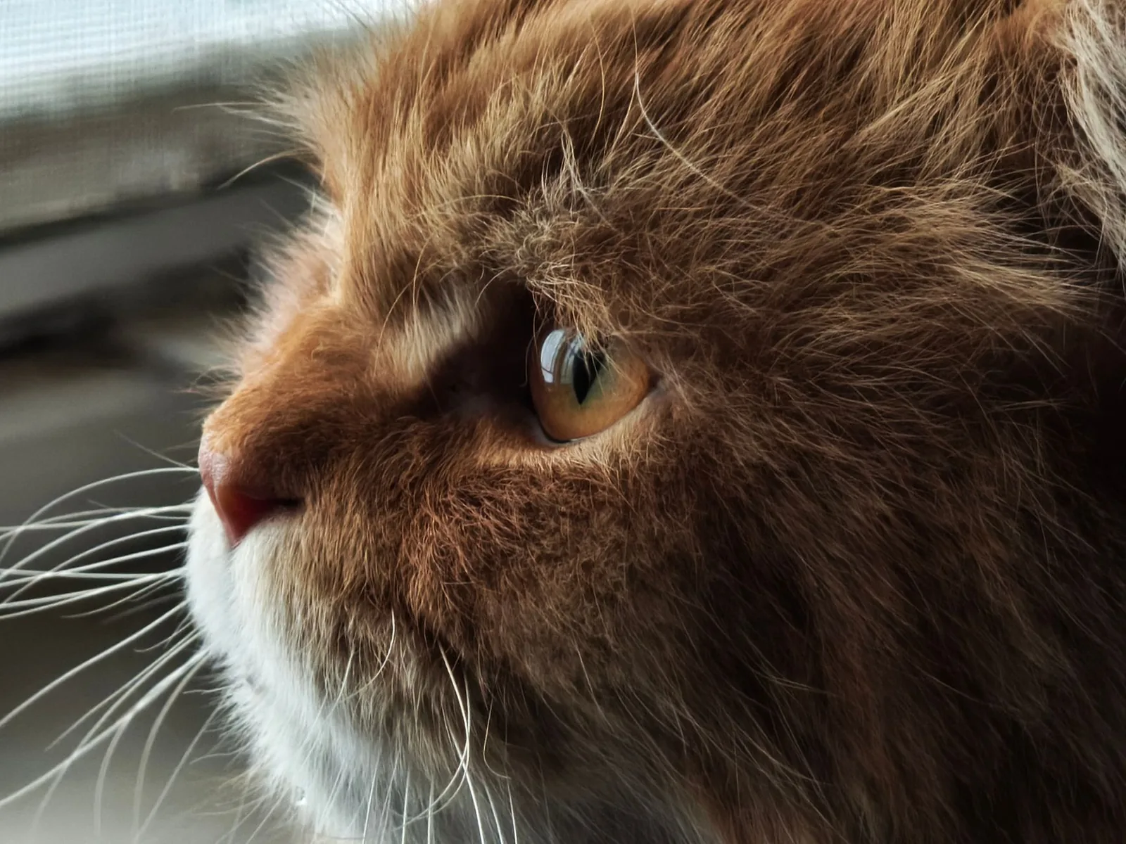 Fluffy Persian cat looking out of a window