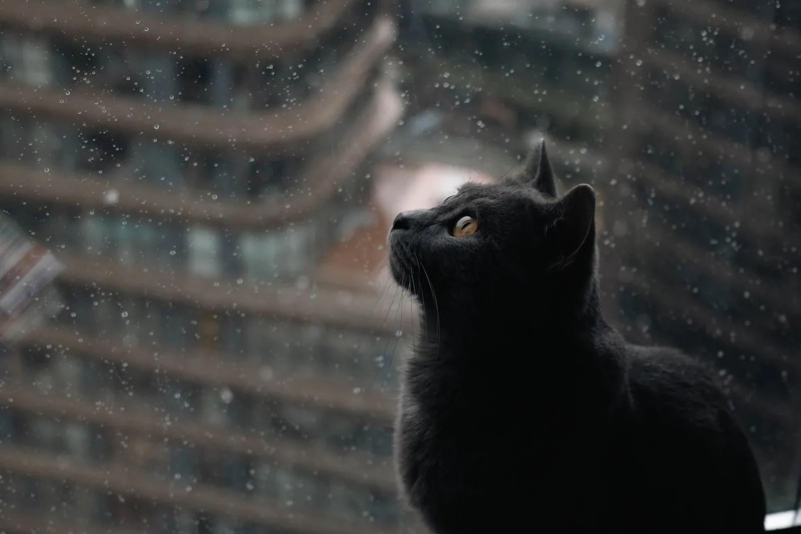 A black cat sitting at a window on a rainy day
