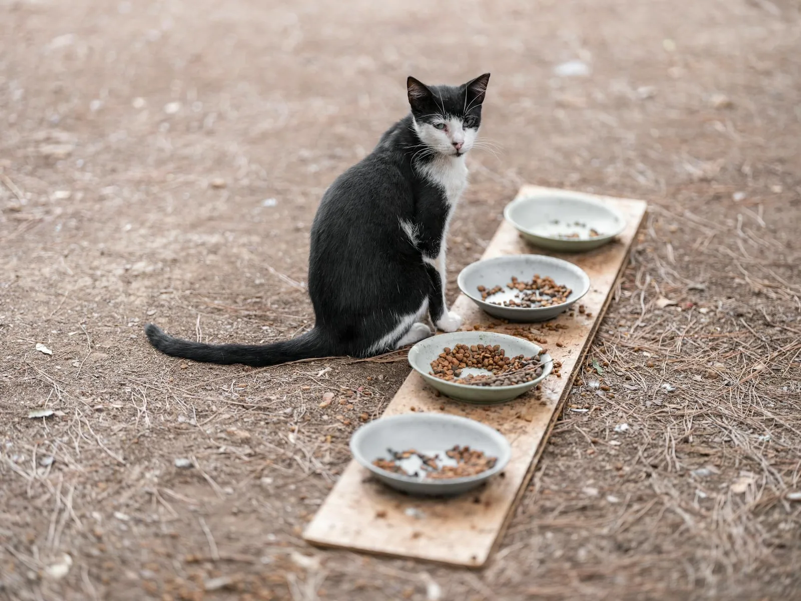 A cat sitting beside its food bowls, the moment to check whether a boarding cat is actually eating.