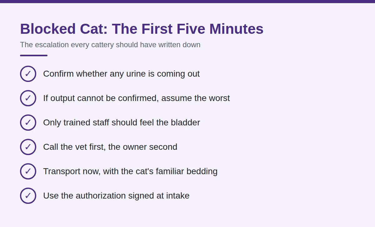 Summary card: Blocked Cat, The First Five Minutes