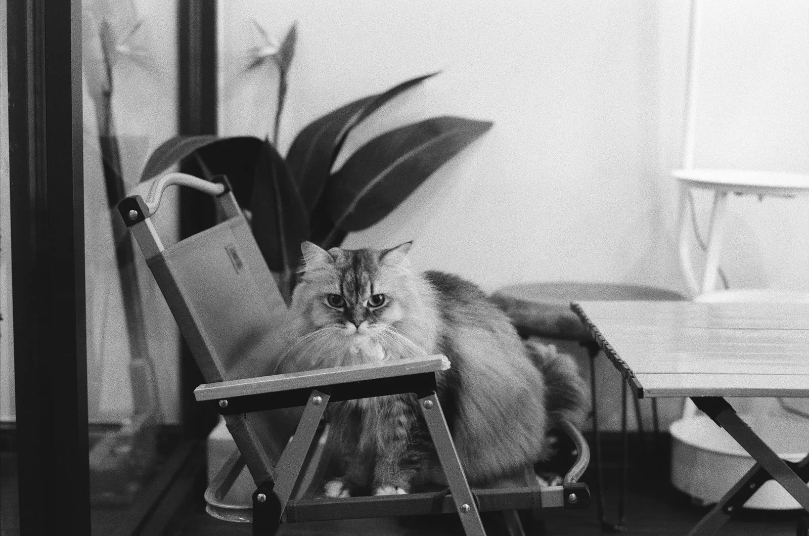 Long-haired cat on a chair in a cat cafe