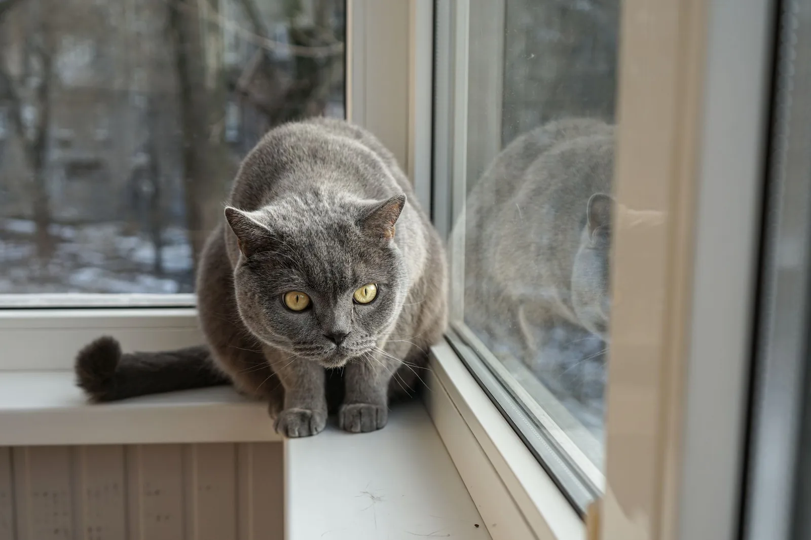 A grey British Shorthair cat sitting on a window sill, watching the world outside.